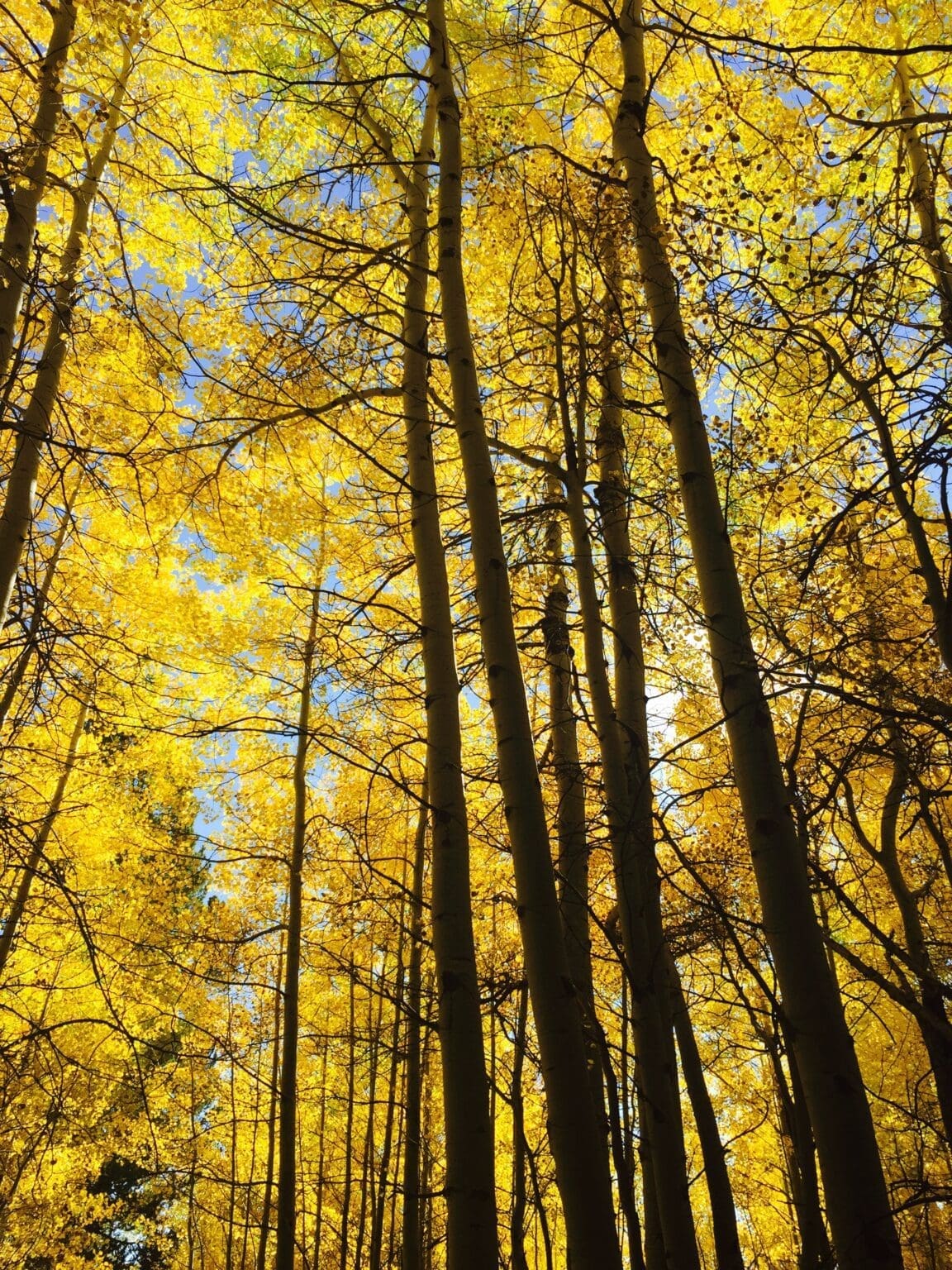 Golden aspen trees against a blue Colorado sky during peak fall colors near Denver